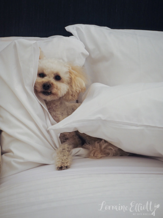 Kimpton Margot Sydney