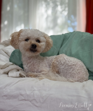 Lamb Vindaloo recipe