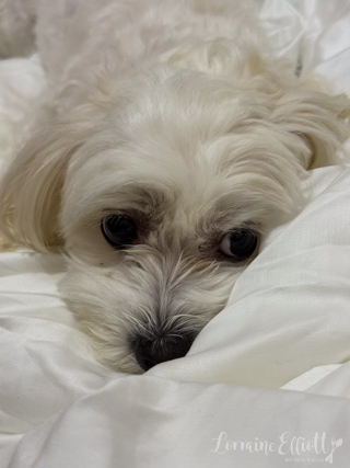 Lemon Ricotta Pancakes