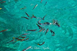 lord howe island