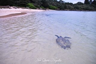 lord howe island