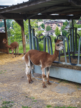 Lucerne City Tour