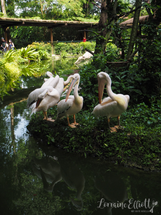 Mandai Banyan Tree Rainforest Resort At Singapore Zoo