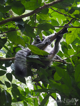 Mandai Banyan Tree Rainforest Resort At Singapore Zoo