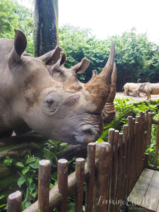 Mandai Banyan Tree Rainforest Resort At Singapore Zoo
