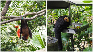 Mandai Banyan Tree Rainforest Resort At Singapore Zoo
