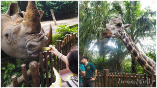 Mandai Banyan Tree Rainforest Resort At Singapore Zoo