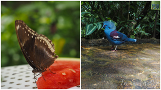 Mandai Banyan Tree Rainforest Resort At Singapore Zoo