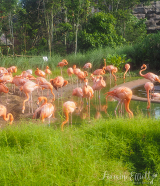 Mandai Banyan Tree Rainforest Resort At Singapore Zoo
