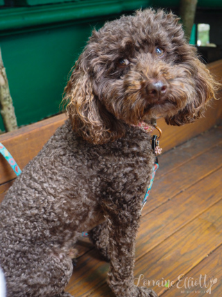 Manteiga, Darlinghurst