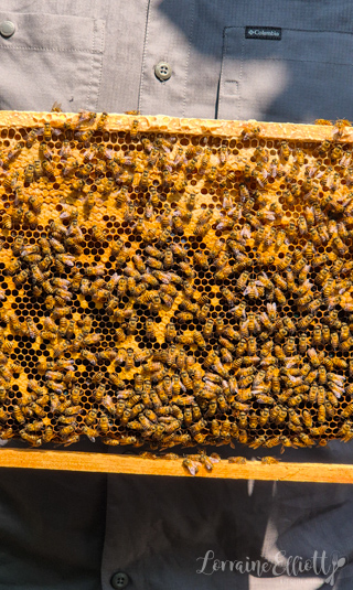 Mekong River Cruise, Unicorn Island, Vietnam