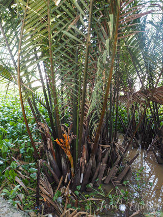 Mekong River Cruise, Unicorn Island, Vietnam
