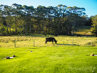 Milton Berry Ulladulla Shoalhaven Food