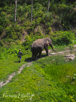 Phuket Elephant Sanctuary