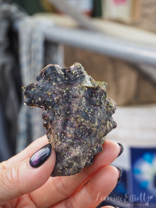 Sapphire Coast's Oyster Trail