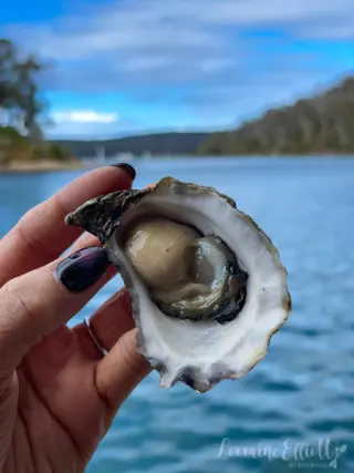 Sapphire Coast's Oyster Trail