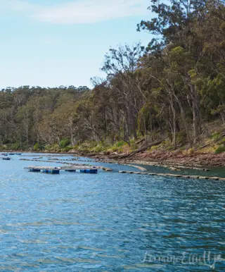 Sapphire Coast's Oyster Trail