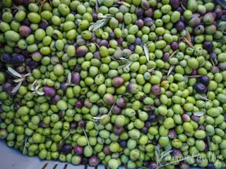 Scoglitti Sicily Wine Olive Oil