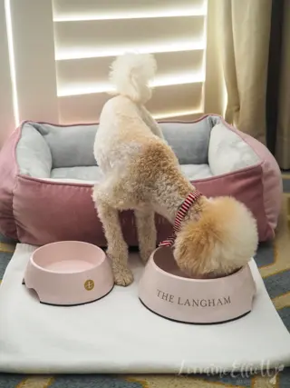 The Langham Sydney Pampered Pets Program