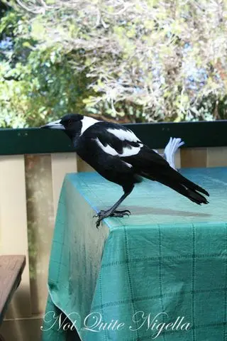 Tilba, Merimbula, Eden & Mallacoota: Four towns in one day!