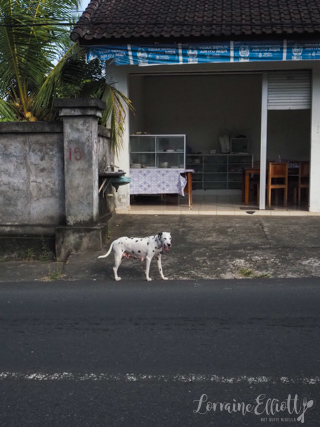 Balinese Village Life at Ungasan