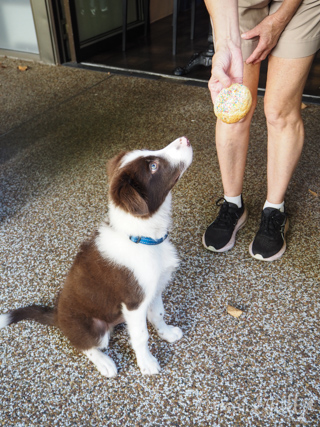 Uptown Chunk, Potts Point