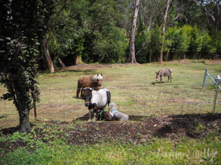 Cuttaway Cottage Woodlands, Southern Highlands Dog Friendly