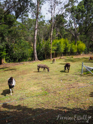 Cuttaway Cottage Woodlands, Southern Highlands Dog Friendly