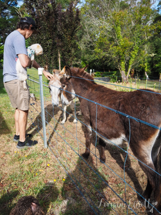 Cuttaway Cottage Woodlands, Southern Highlands Dog Friendly