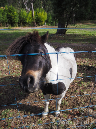 Cuttaway Cottage Woodlands, Southern Highlands Dog Friendly