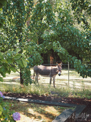 Cuttaway Cottage Woodlands, Southern Highlands Dog Friendly