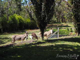 Cuttaway Cottage Woodlands, Southern Highlands Dog Friendly