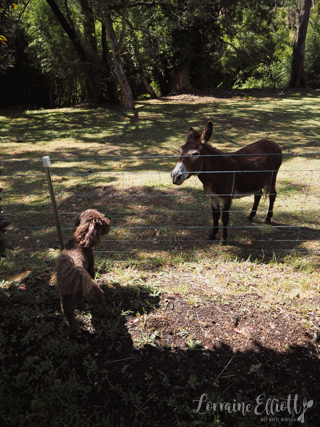 Cuttaway Cottage Woodlands, Southern Highlands Dog Friendly