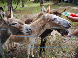 Cuttaway Cottage Woodlands, Southern Highlands Dog Friendly