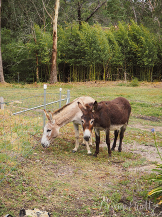 Cuttaway Cottage Woodlands, Southern Highlands Dog Friendly