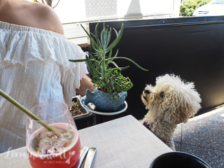 Yum Cha At Yellowtail, Terrigal